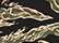 tiger-camo_https://cdn.ssactivewear.com/Images/ColorSwatch/29189_fm.jpg